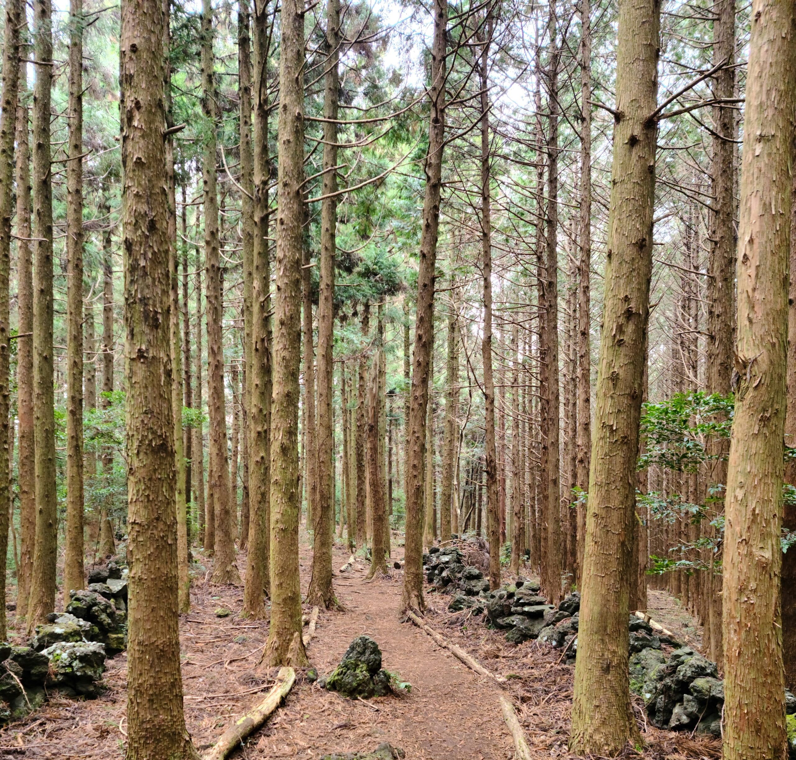 Tall trees along a narrow forest path